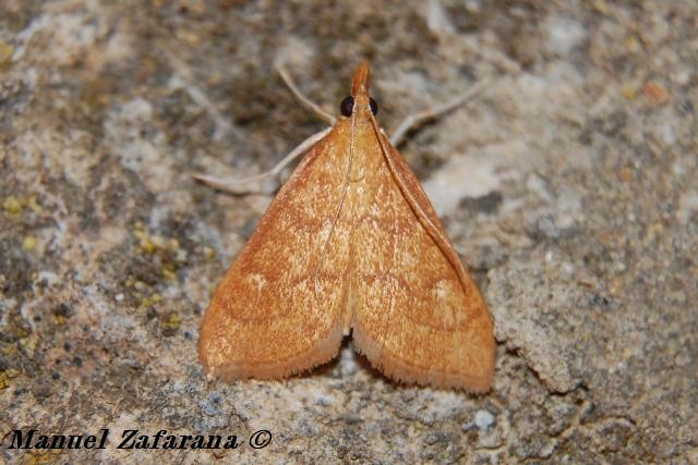 Pyrausta? - No, Anania testacealis